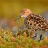 Jespak maly - Calidris minuta - Little Stint 6127